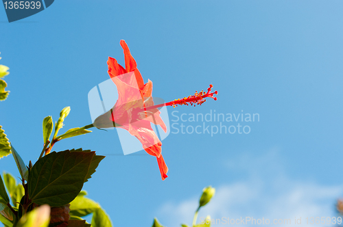 Image of Hibiscus flower