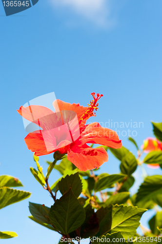 Image of Hibiscus flower