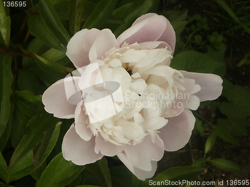 Image of Peony