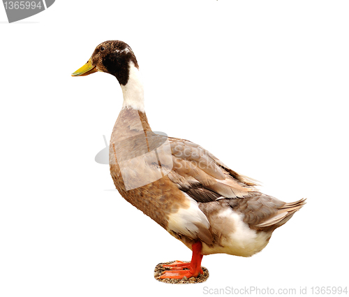 Image of wild duck