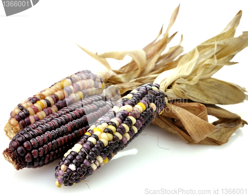 Image of Colorful Dry Corn