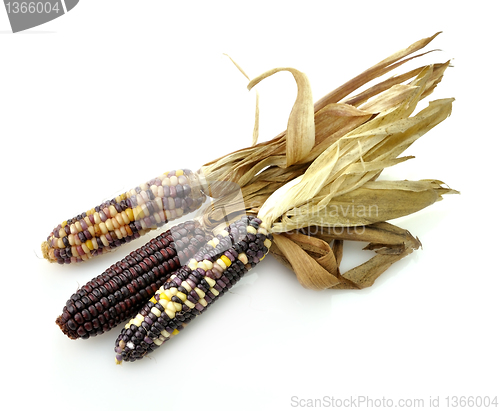 Image of Colorful Dry Corn