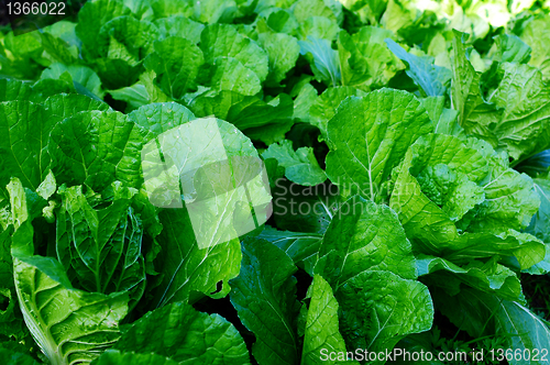 Image of Cabbage seedling