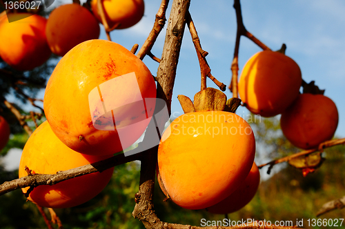 Image of Persimmon on the branch