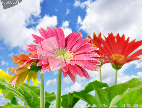 Image of Daisy flowers