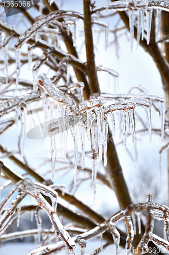 Image of icecircles on the tree branches
