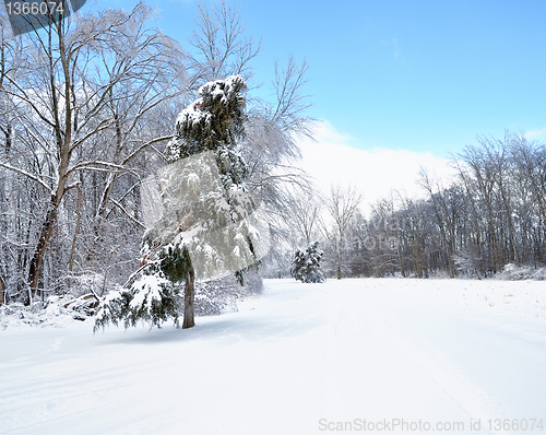 Image of winter forest