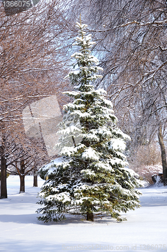 Image of pine tree