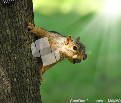 Image of squirrel