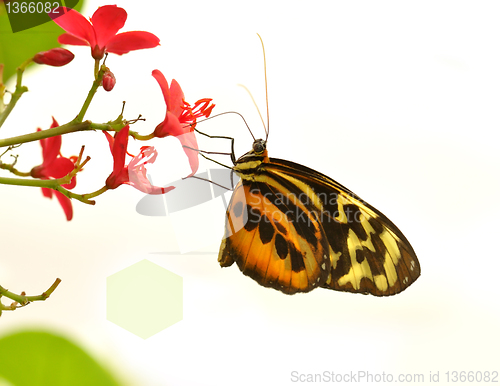 Image of tropical butterfly