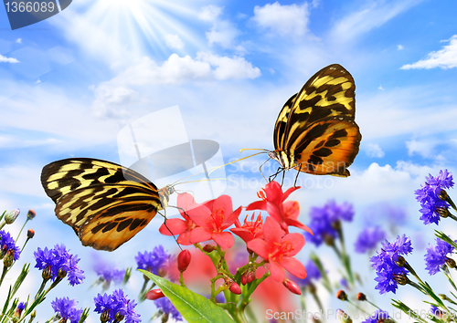 Image of butterflies with flowers