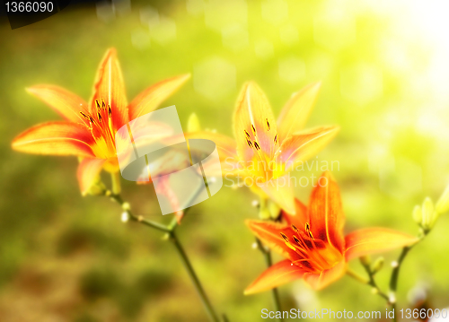 Image of lily flowers