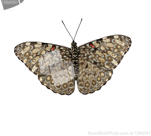 Image of tropical butterfly