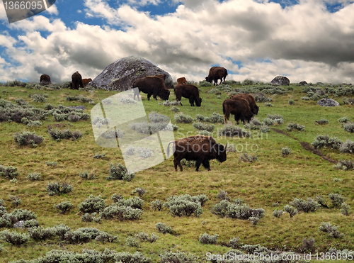 Image of bisons feeding in the mountain 