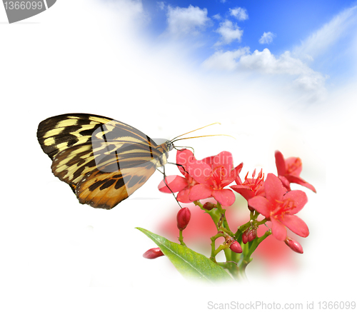 Image of tropical butterfly