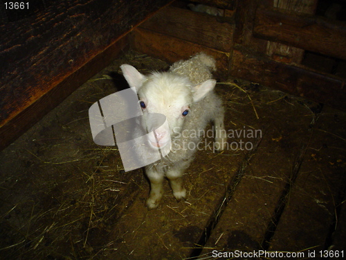 Image of lamb