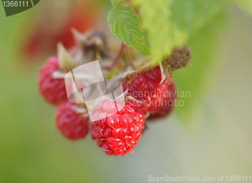 Image of red raspberry