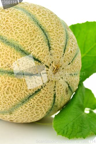 Image of melon