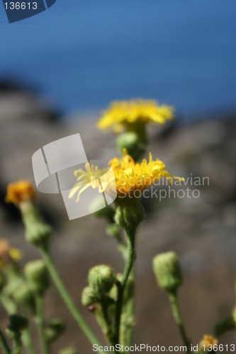 Image of yellow flower