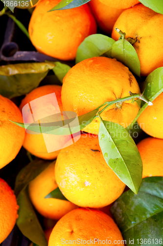 Image of Fresh oranges