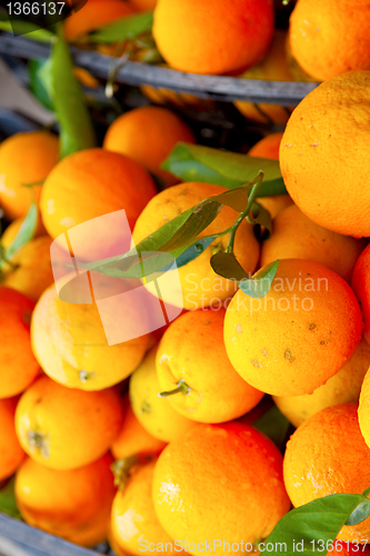 Image of Fresh oranges