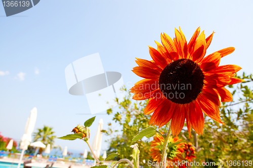 Image of Sunflower