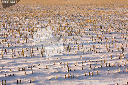 Image of  cleaned corn