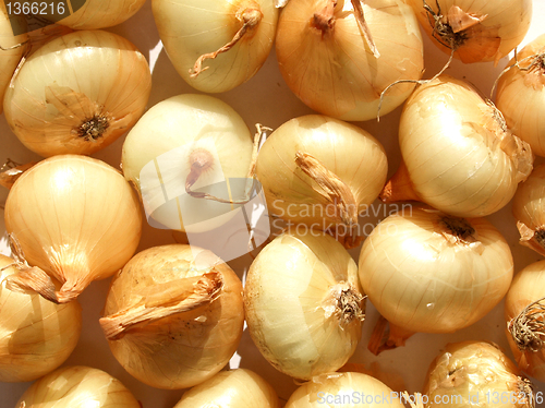 Image of Onions picture