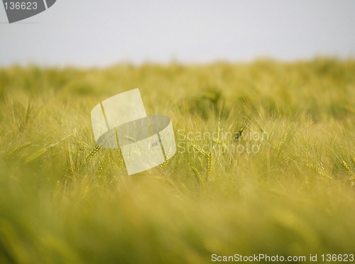 Image of Field