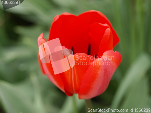 Image of Tulip picture