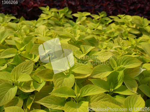 Image of Coleus Nettle plant