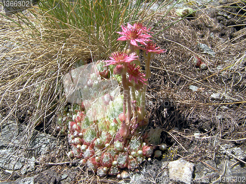 Image of Sempervivum