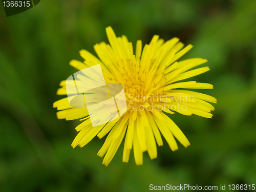 Image of Dandelion