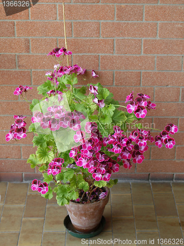 Image of Geranium