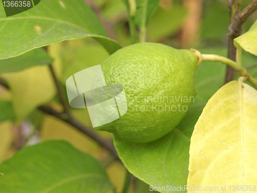 Image of Lemon picture