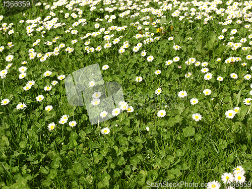 Image of Daisy meadow