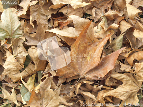 Image of Falling leaves