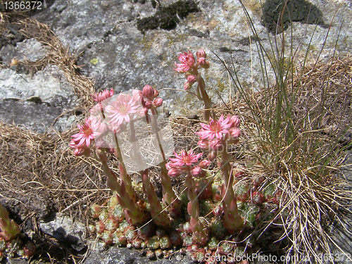 Image of Sempervivum