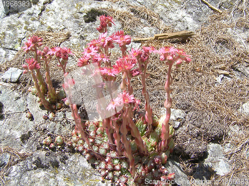 Image of Sempervivum
