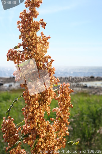 Image of golden flowers