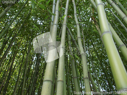 Image of Bamboo picture