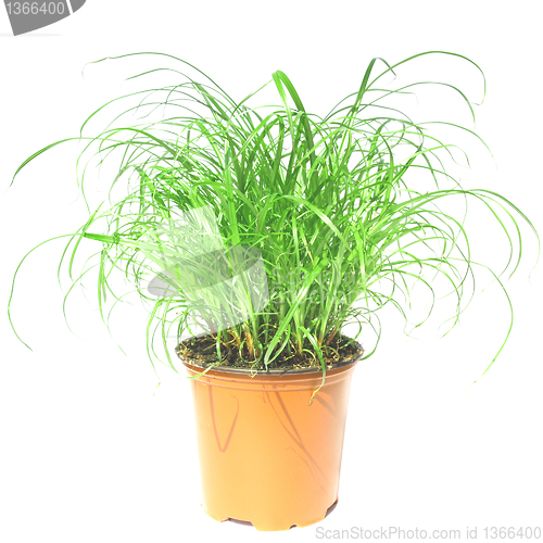 Image of Grass meadow weed