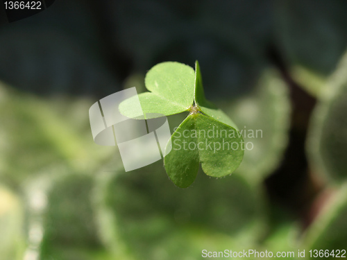 Image of Shamrock