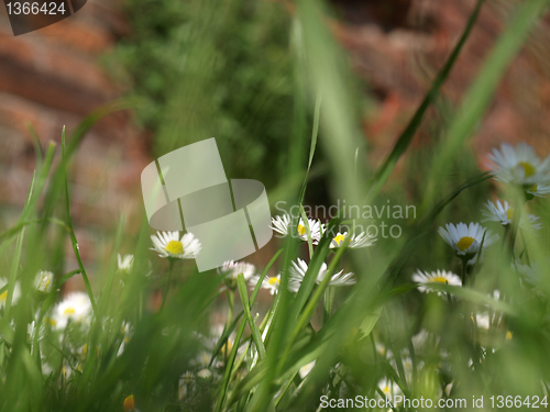 Image of Daisy picture