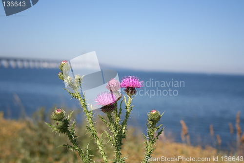 Image of pink flower