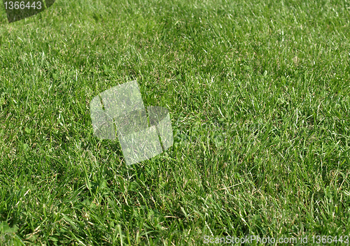 Image of Meadow