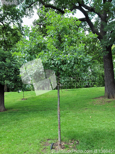 Image of Kensington gardens London