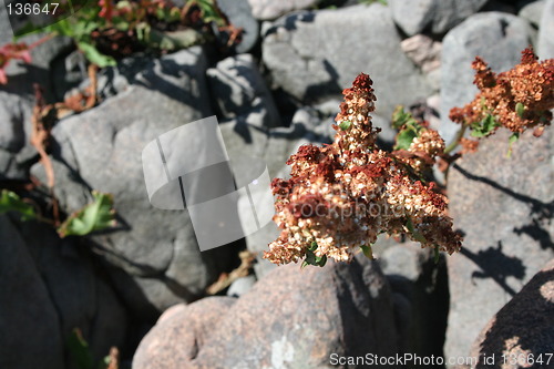 Image of shadows on the rock