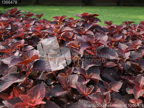 Image of Coleus Nettle plant