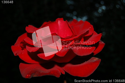 Image of red rose